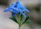 Corydalis cashmeriana, Blue corydalis, Kashmir corydalis