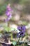 Corydalis cava early spring wild forest flowers in bloom, violet purple flowering beautiful small plants