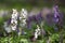 Corydalis cava early spring wild forest flowers in bloom, white flowering ground beautiful small plants with