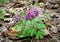 Corydalis cava in the spring forest