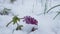 Corydalis first flowers covered with unexpected snow on a cold and cloudy spring morning