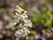 Corydalis flower growing in spring forest