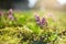 Corydalis flowers blooming in the spring garden on the Alpine hill. Beautiful purple spring flowers