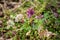 Corydalis from the forest