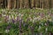 Corydalis (fumewort) flowers in Germany