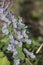 Corydalis solida flowers, close up