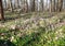 Corydalis Solida, with its purple flowers blooming in early spring in woodland