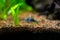 corydora (Corydoras aeneus) isolated in fish tank with blurred background - genus of freshwater catfish