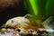 Corydoras catfish, unknown species, timid freshwater fish rest on gravel in nature aquarium