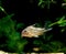 CORYDORAS corydoras acutus