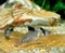 CORYDORAS FISH corydoras delphax