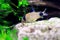 Corydoras panda in freshwater aquarium tank