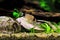 Corydoras panda in freshwater aquarium tank