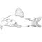 Corydoras panda, panda catfish species of the family Callichthyidae aquarium fish contour lines hand drawn illustration
