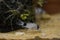 Corydoras panda, tropical panda catfish species of the family Callichthyidae tank catfish, aquarium bottom feeder fish photo