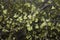Corylopsis pauciflora shrub in bloom