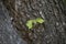 Corylus colurna  branch and trunk close up