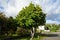 Corylus colurna grows in October. Berlin, Germany