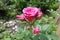 Corymb of beautiful pink rose flowers and buds