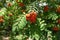 Corymb of berries of Sorbus aucuparia
