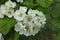 Corymb of flowers of northern downy hawthorn