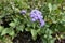 Corymb of lavender-colored flowers of Ageratum