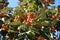 Corymb of orange berries of Sorbus aria