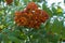 Corymb of orange pomes of rowan