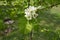 Corymb of white flowers of Crataegus submollis