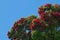 Corymbia ficifolia, Eucalyptus ficifolia, red flowering gum tree
