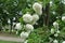 Corymbs of white flowers of Viburnum opulus roseum in May