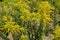 Corymbs of yellow flowers of Solidago canadensis