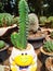 Coryphantha elephantidens Large depressed globular cactus  garden  in thailand watercolor desert flowers