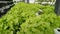 Cos Lettuce in a hydroponic farm