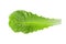 Cos Lettuce Isolated over the White Background