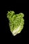 Cos Lettuce or Romaine Lettuce