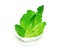 Cos lettuce shoots arranged on a white cup