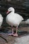 Coscoroba Swan