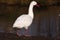 Coscoroba swan, Coscoroba coscoroba