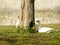 Coscoroba swan pair on a sunny day resting on green graas