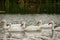 Coscoroba Swan swiming on coast