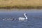 Coscoroba swans with chicks, La Pampa Province,