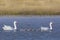 Coscoroba swans with chicks, La Pampa Province,