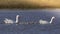 Coscoroba swans with chicks, La Pampa Province,