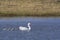 Coscoroba swans with chicks, La Pampa Province,