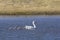 Coscoroba swans with chicks, La Pampa Province,