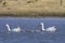 Coscoroba swans with chicks, La Pampa Province,