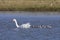 Coscoroba swans with chicks, La Pampa Province,