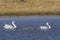 Coscoroba swans with chicks, La Pampa Province, Patagonia,