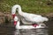 Coscoroba Swans mating